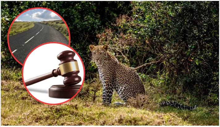 The High Court has upheld the construction of the Ksh4.4 billion Mau Mau Road through the Aberdare National Park, ruling that the project's environmental approvals were lawful and allowing work to continue despite opposition from conservation groups.