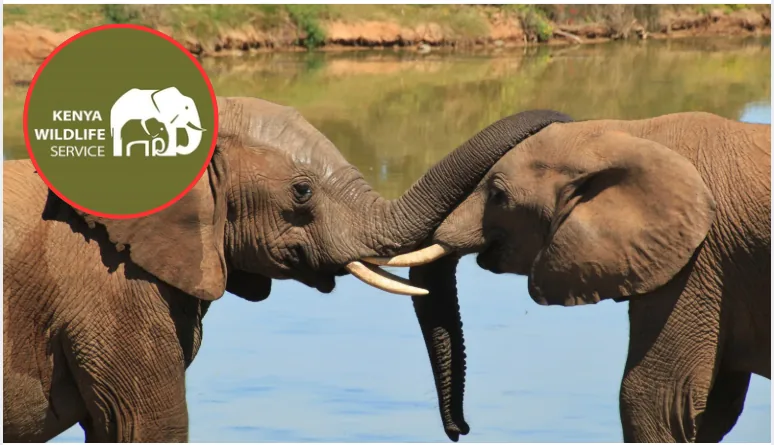 KWS is investigating the mysterious deaths of at least 14 elephants found around Amboseli National Park, with officials yet to determine the cause as local leaders demand urgent answers.